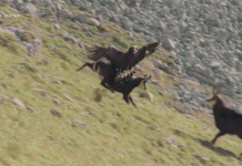 Αετός εναντίον αγριοκάτσικου (βίντεο)
