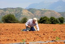 Σ.Α.Σ.Ο.Ε.Ε.: Ύψιστη προτεραιότητα για το ΥΠΑΑΤ η πληρωμή των επιδοτήσεων των αγροτών