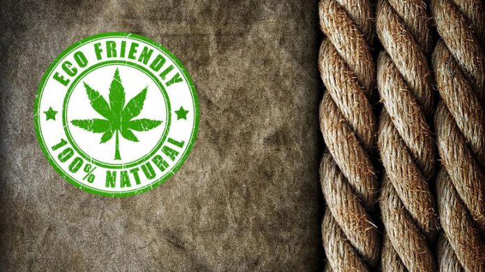 cannabis