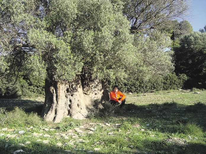 Οι φρουροί της Αττικής γης είναι 3.000 χρόνων