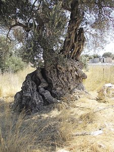 Οι φρουροί της Αττικής γης είναι 3.000 χρόνων