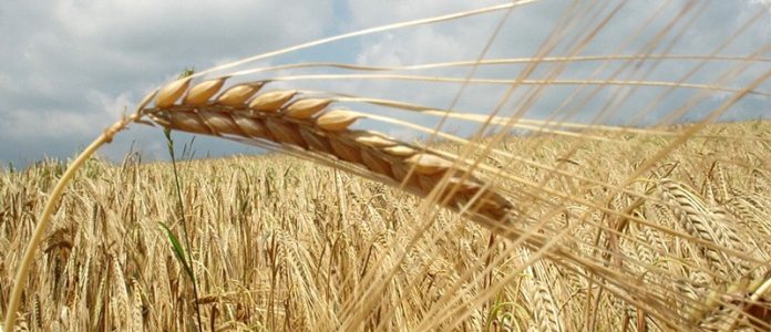 Ποια θα είναι η συνδεδεμένη ενίσχυση στο σκληρό σιτάρι Ποια θα είναι η συνδεδεμένη ενίσχυση στο σκληρό σιτάρι