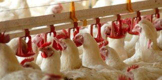 Θανατωθήκαν 56 οικόσιτα πουλερικά στον Σώστη Ροδόπης λόγω κρούσματος γρίπης των πτηνών