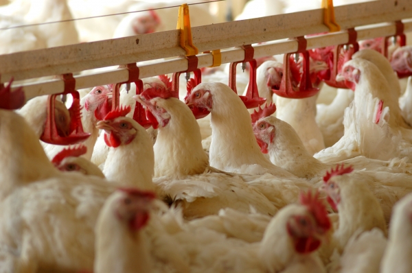 Θανατωθήκαν 56 οικόσιτα πουλερικά στον Σώστη Ροδόπης λόγω κρούσματος γρίπης των πτηνών