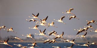 Αμβρακικός: Δακτυλίδια σε πουλιά για συλλογή πληροφοριών