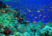 Kλιματική αλλαγή: Αφανίζεται η θαλάσσια ζωή