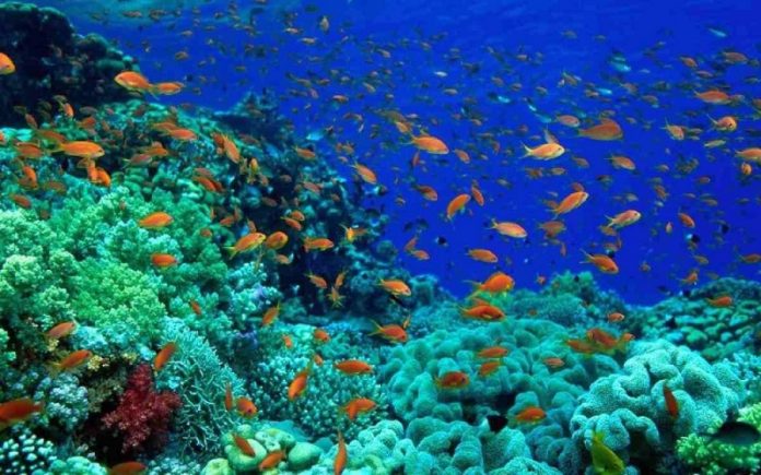 Kλιματική αλλαγή: Αφανίζεται η θαλάσσια ζωή Kλιματική αλλαγή: Αφανίζεται η θαλάσσια ζωή