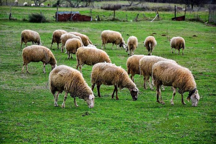 Σε ποιες τροποποιήσεις προχώρησε το ΥΠΑΑΤ για τις άμεσες ενισχύσεις Σε ποιες τροποποιήσεις προχώρησε το ΥΠΑΑΤ για τις άμεσες ενισχύσεις