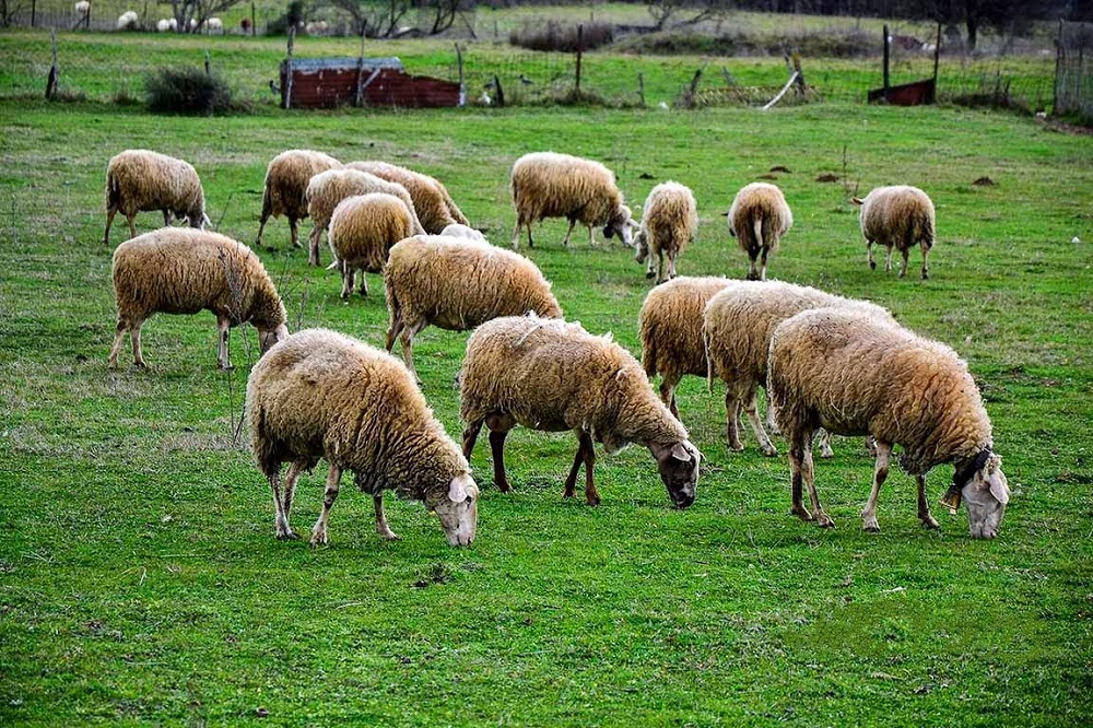 se-poies-tropopoiiseis-prochorise-to-ypaat-gia-tis-ameses-enischyseis-4331