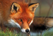 Παγκόσμια ημέρα για τη λύσσα: Έναρξη της 9ης εμβολιακής εκστρατείας των αλεπούδων