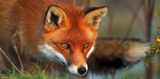 Παγκόσμια ημέρα για τη λύσσα: Έναρξη της 9ης εμβολιακής εκστρατείας των αλεπούδων