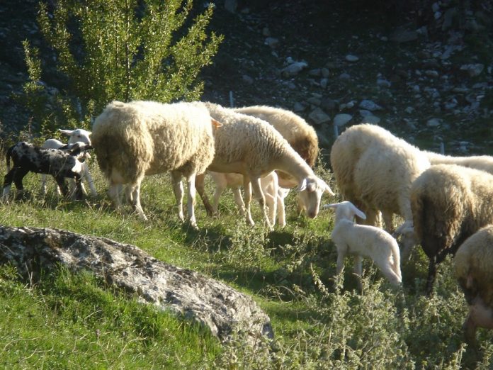 Μυστήριο µε νεκρά αρνάκια απειλεί την παραγωγή στην Κρήτη Μυστήριο µε νεκρά αρνάκια απειλεί την παραγωγή στην Κρήτη