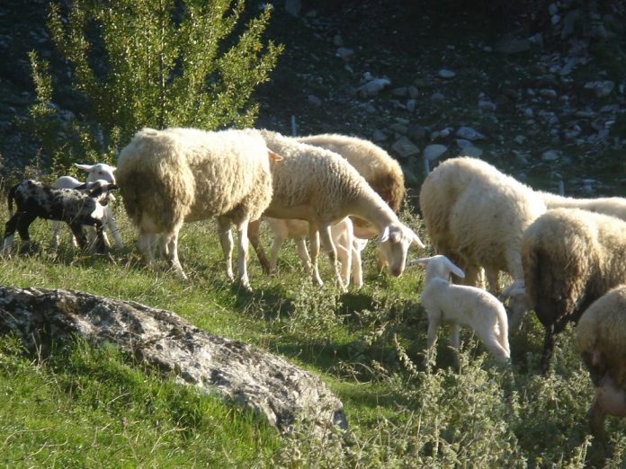 Μυστήριο µε νεκρά αρνάκια απειλεί την παραγωγή στην Κρήτη