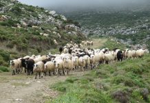 Ενίσχυσης 1,68 εκ. ευρώ στους κτηνοτρόφους των νησιών του Αιγαίου