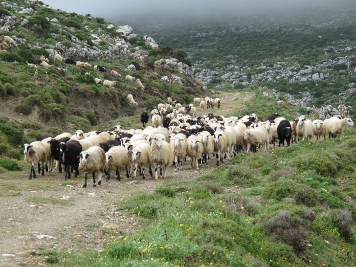 Ενίσχυσης 1,68 εκ. ευρώ στους κτηνοτρόφους των νησιών του Αιγαίου