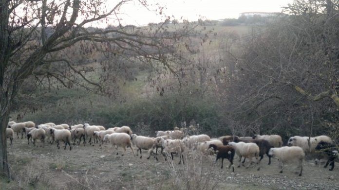 Δορκάδα: Η παράδοση που κάνει θαύματα