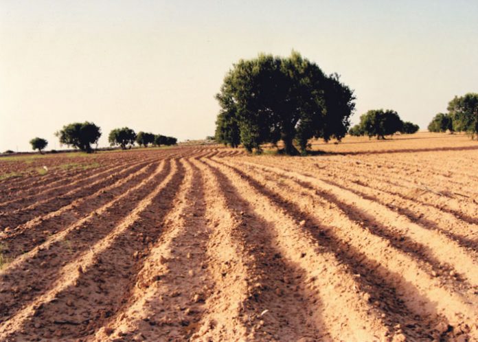 Περί των εισαγωγών από Τυνησία ελαιολάδου από Τυνησία