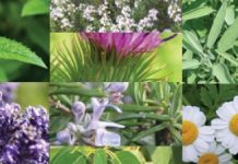 Αρωματικά φαρμακευτικά φυτά: Η «θεραπεία» για την οικονομική κρίση
