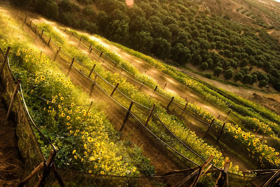 Τα σαλιγκάρια βρήκαν το σπίτι τους