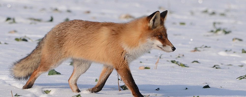 Τα μανιτάρια των θεών