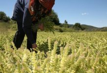 Την Τρίτη, το βοήθημα των 1.000 ευρώ σε πολύτεκνες αγρότισσες