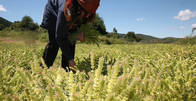 Την Τρίτη, το βοήθημα των 1.000 ευρώ σε πολύτεκνες αγρότισσες