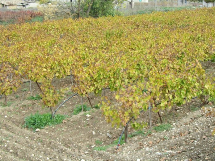 Εκδήλωση ενδιαφέροντος για νέες Άδειες Φύτευσης αμπέλων: Δεκατρείς νομοί ζητούν 7.650 στρέμματα Εκδήλωση ενδιαφέροντος για νέες Άδειες Φύτευσης αμπέλων: Δεκατρείς νομοί ζητούν 7.650 στρέμματα