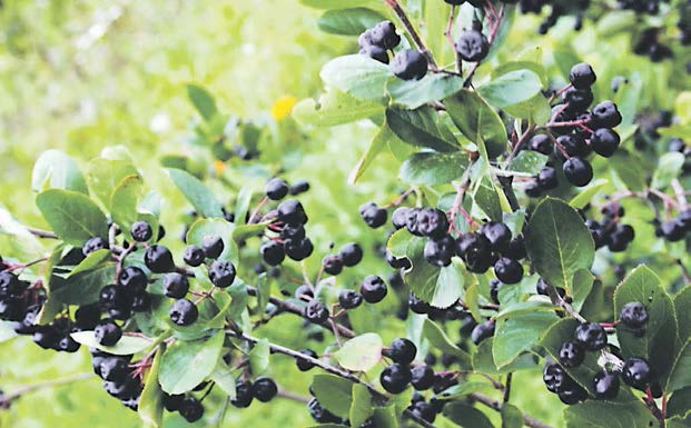 kerdizei-edafos-kai-sti-voreia-ellada-i-aronia-i-melanokarpi-6848