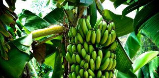 Μύκητας απειλή με πλήρη εξαφάνιση τη μπανάνα