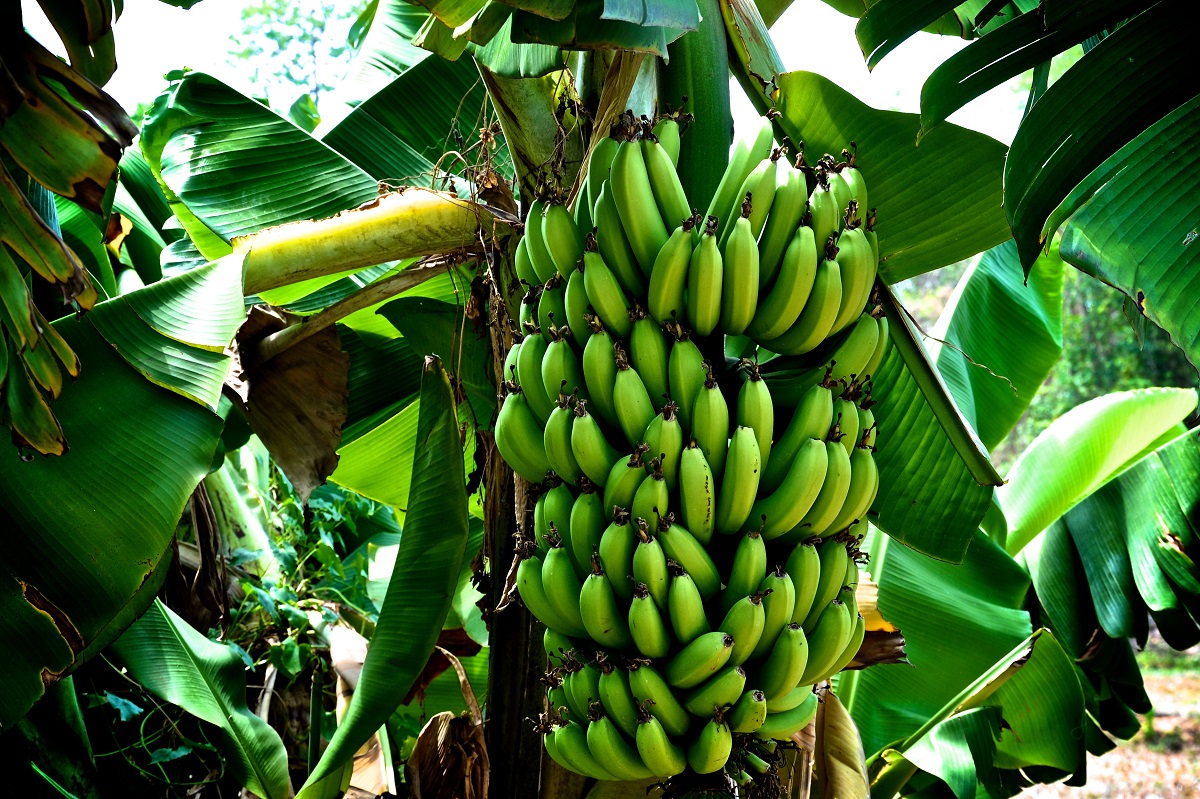 mykitas-apeilei-me-pliri-exafanisi-ti-banana-8217