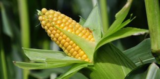 ΥΠΕΚΑ: Δημόσια Διαβούλευση για το σχέδιο νόμου για την απαγόρευση της καλλιέργειας ΓΤΟ