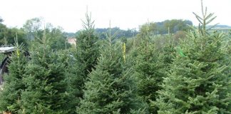 Ικανοποιημένοι από τις πωλήσεις χριστουγεννιάτικων δέντρων οι παραγωγοί