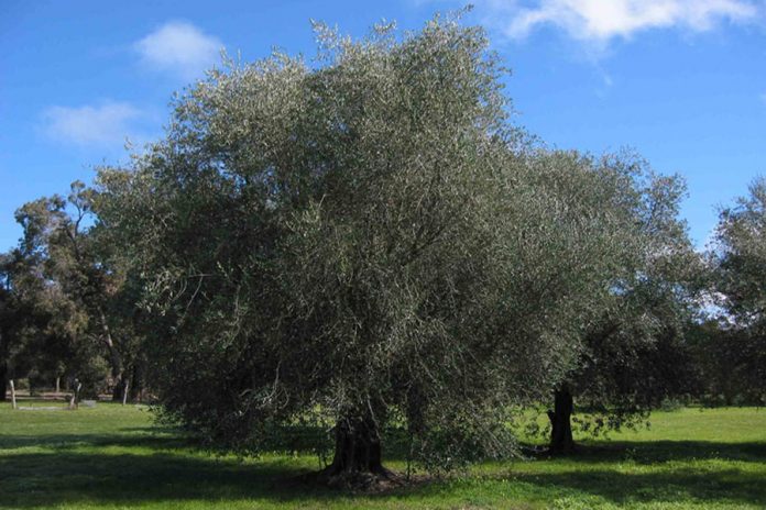 Σύμβαση μεταξύ Περιφέρειας και ΤΕΙ Κρήτης για την πρόληψη του βακτηρίου Xylella που απειλεί την ελιά