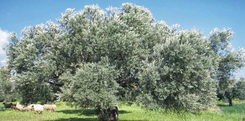 Ο Αγροτικός Ελαιουργικός Συνεταιρισμός Στυλίδας διοργανώνει σεμινάριο με τίτλο «Αειφορική Παραγωγή, Επεξεργασία & Προώθηση Ελαιοκομικών Προϊόντων»