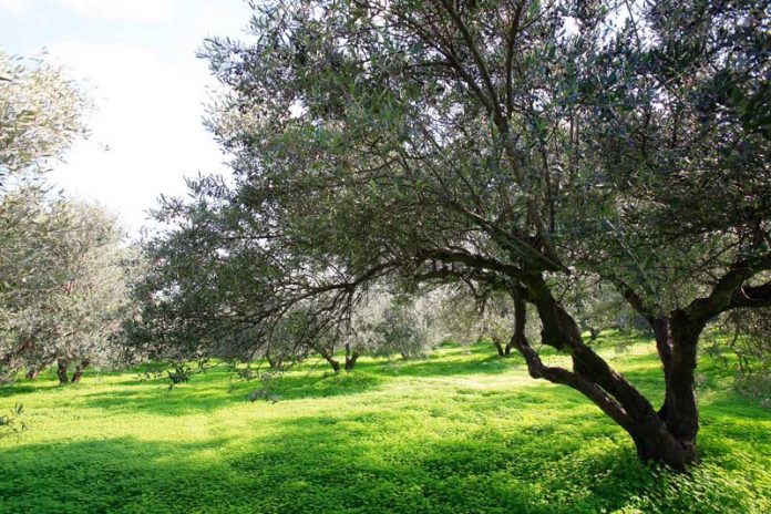 Ενημέρωση για τον επιβλαβή οργανισμό καραντίνας xylella fastiosa Ενημέρωση για τον επιβλαβή οργανισμό καραντίνας xylella fastiosa