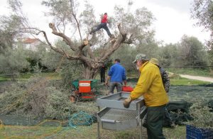 Ελιές, σταφίδες, βερίκοκο, κρασί και λεμόνια είναι μερικά από τα προϊόντα που ευδοκιμούν στην κορινθιακή γη.