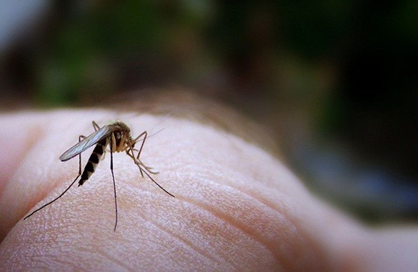 Καινοτομικές ηλεκτρονικές «παγίδες» για τα κουνούπια-εισβολείς κατασκευάστηκαν στο πλαίσιο ελληνοϊταλικού ερευνητικού έργου Καινοτομικές ηλεκτρονικές «παγίδες» για τα κουνούπια-εισβολείς κατασκευάστηκαν στο πλαίσιο ελληνοϊταλικού ερευνητικού έργου