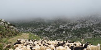 Μελέτες καταγραφής νέων επιλέξιμων βοσκοτόπων για 8 Π.Ε. της χώρας