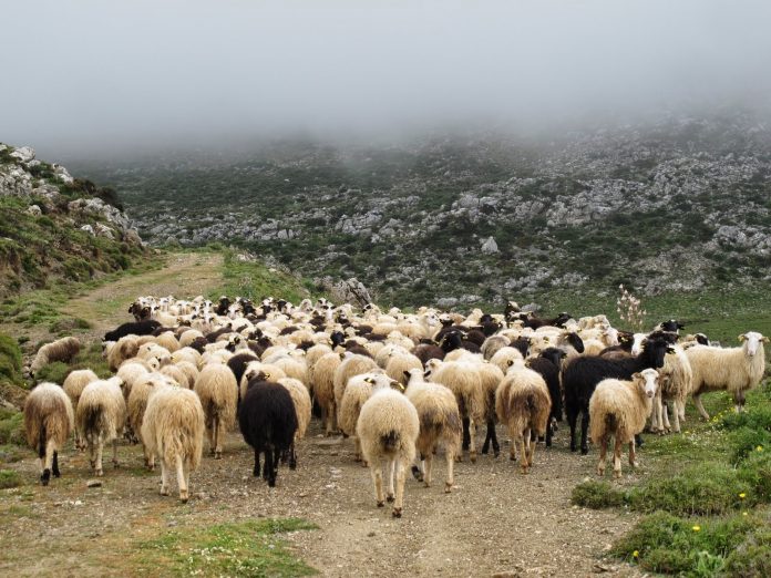 Μελέτες καταγραφής νέων επιλέξιμων βοσκοτόπων για 8 Π.Ε. της χώρας Μελέτες καταγραφής νέων επιλέξιμων βοσκοτόπων για 8 Π.Ε. της χώρας