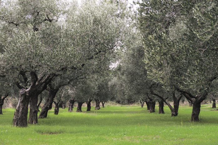 Θησαυρός βιοποικιλότητας µε δέντρα 2.500 ετών