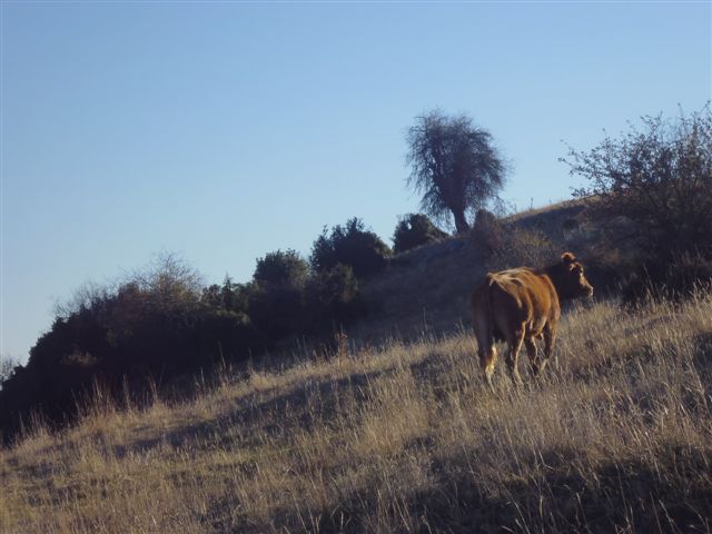 Προβληματισμός στους κτηνοτρόφους του όρους Όθρυς