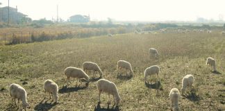 De minimis 9 ευρώ/πρόβατο και 90 ευρώ/βοοειδές στη Λακωνία
