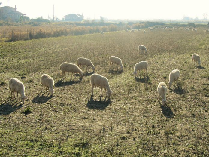 De minimis 9 ευρώ/πρόβατο και 90 ευρώ/βοοειδές στη Λακωνία