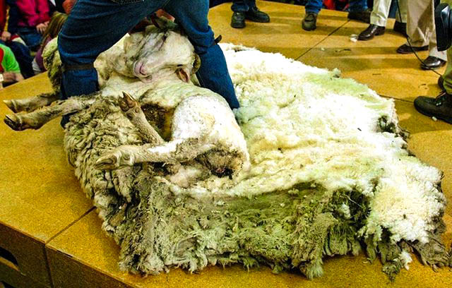 Ένα πρόβατο που την είδε Χίππης! (φώτο)