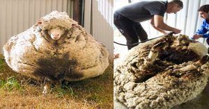 Ένα πρόβατο που την είδε Χίππης! (φώτο)