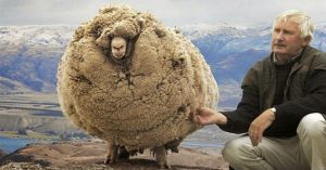 Ένα πρόβατο που την είδε Χίππης! (φώτο)