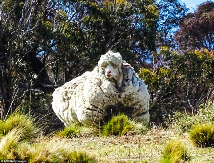 sheepFI