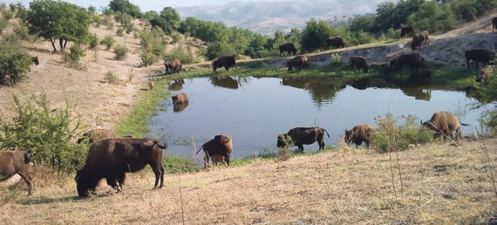 βίσωνες βίσωνες Ελασσόνας