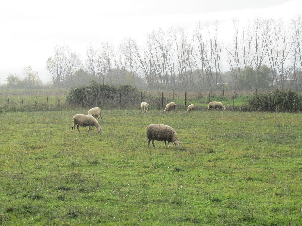allages-fernei-ston-elga-o-neos-nomos-gia-tis-voskisimes-gaies-6957