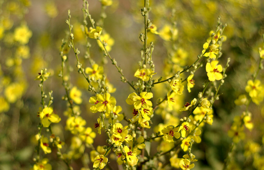 Μαζεύεις χόρτα; Προσοχή στα 5 πιο επικίνδυνα!